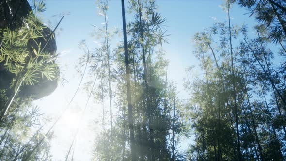 Lanscape of Bamboo Tree in Tropical Rainforest, Malaysia alt