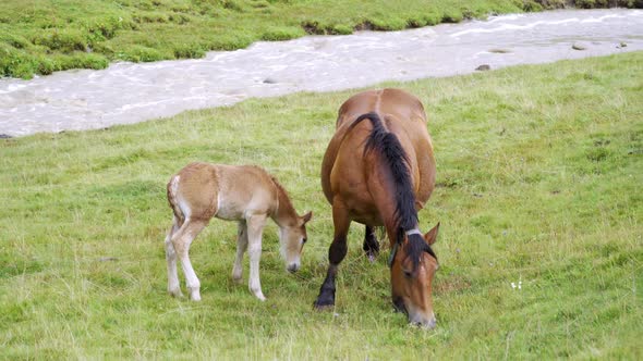 Horse and foal walking in green meadow