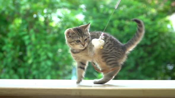 Cute Scottish Kitten Playing Toy On Table