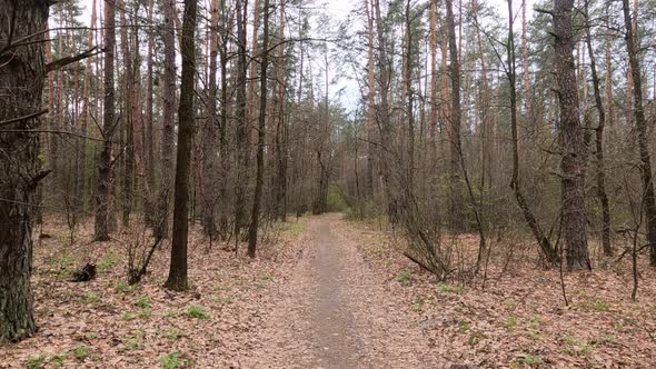 Small Road in the Forest During the Day