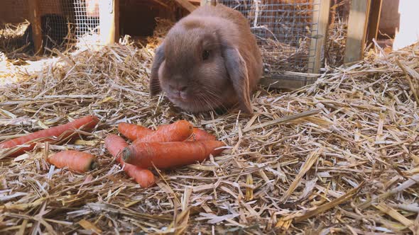 Rabbit eats carrots in rabbit hutch