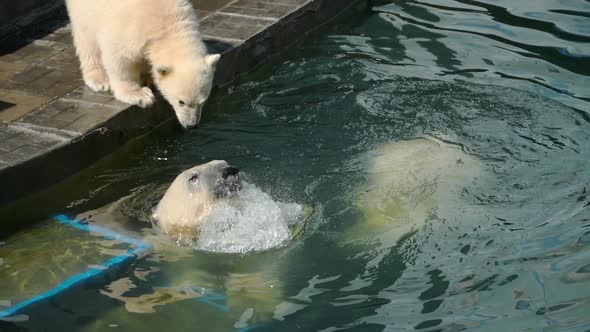 Polar Bear with Cubs Playing in Water