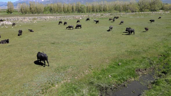 cows buffaloes nature