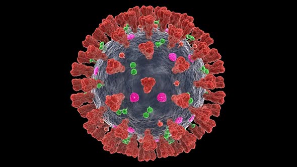 Coronavirus model (360°)