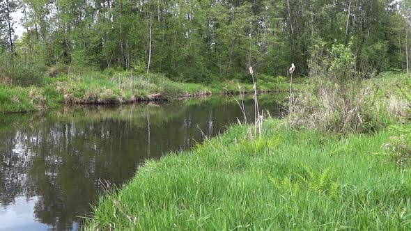 Small River and Forest in Countryside