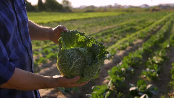 Farmer Harvests a Fresh Crop of Cabbage at His Farm Field