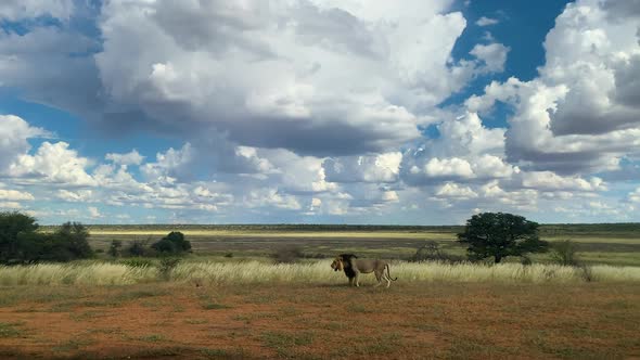 Old  Black-Maned Lion Walking Across The Arid Field Under A Cloudy Sky In Kgalagadi Transfrontier Pa