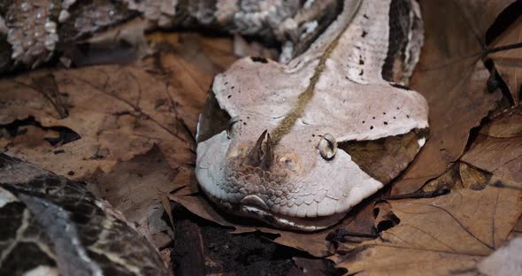 West African Gaboon viper, bitis gabonica rhinoceros, Head of Adult, Slow motion 4K