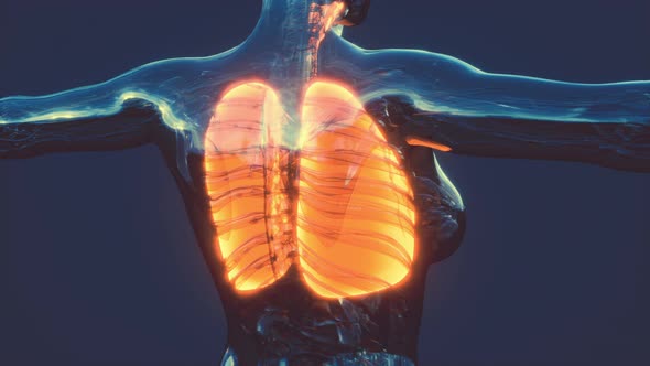 XRay Image of Human Lungs for a Medical Coronavirus Covid19 Diagnosis alt