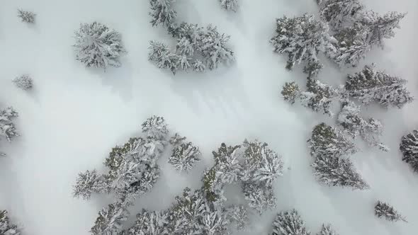 Bird View of Winter Forest