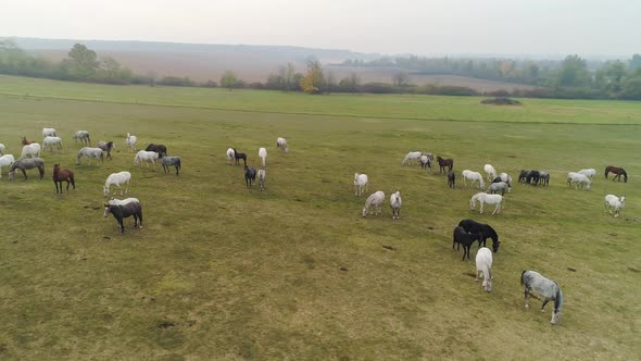 Aerial view of Lipizzaner horses on the open field in the morning