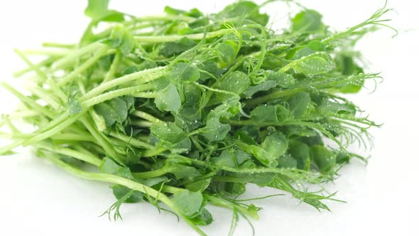 micro greens. fresh micro greens pea isolated on white background, rotation.