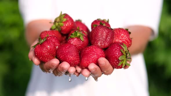 Ripe Red Strawberries in the Hands of a Girl Close Up