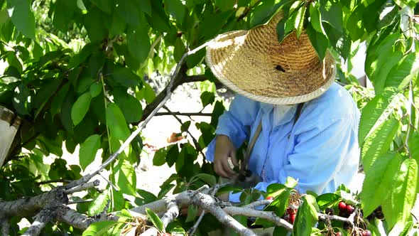 Woman Peasant Harvesting Cherries by Hand