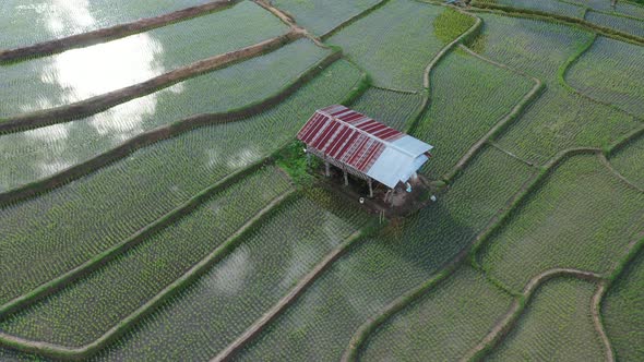 Aerial drone view of agriculture in rice on a beautiful field filled with water