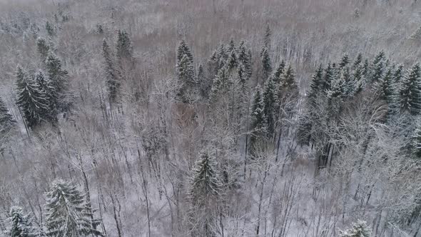 Winter Landscape Forest