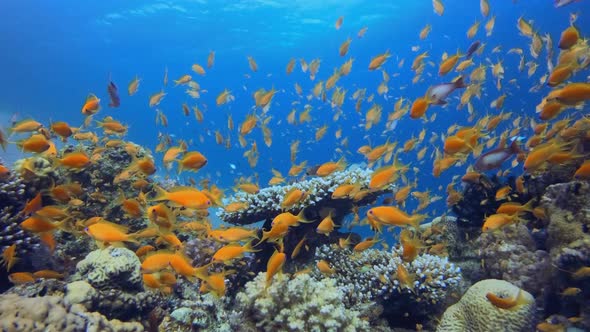 Red Fish Coral Reef