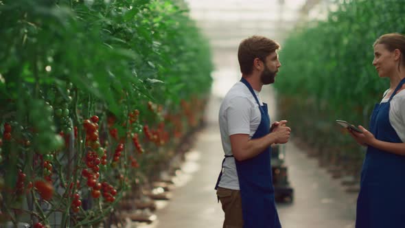 Two Farmer Workers Inspecting Organic Tomatoes Growing in Modern Greenhouse