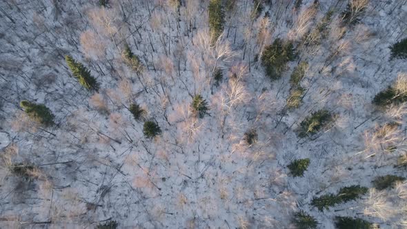 Winter Landscape Forest