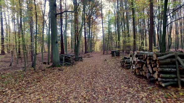 Autumn forest full of trees arranged in a stack in Poland, Europe