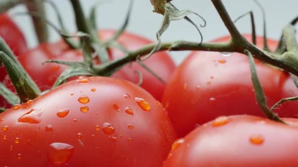 Red fresh organic tomato cluster under waterdrops 4K 2160p 30fps UHD video - Slow tilt on wet  tomat