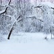 Snowy winter forest. Span between village on drone copter. - VideoHive Item for Sale