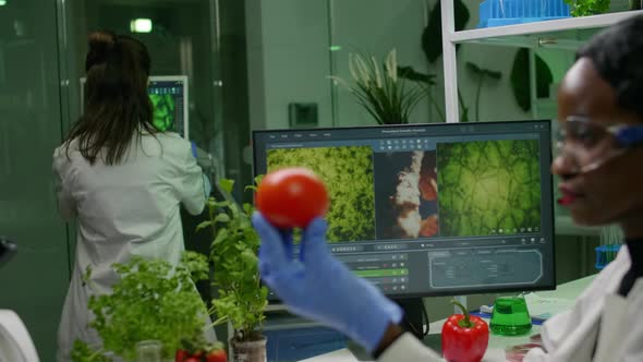 Scientist Researcher Woman Checking Tomato Injected with Pesticides