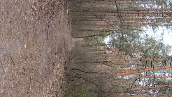 Vertical Video of a Road in the Forest Slow Motion