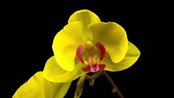 Blooming Yellow Orchid Phalaenopsis Flower