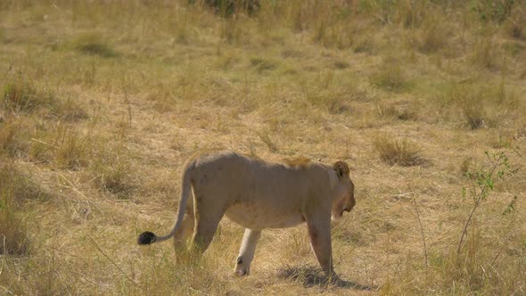 Pregnant lioness walking in the savannah