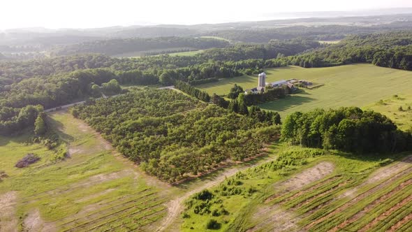 Green Cherry Trees On The Enormous Cherry Orchard In Leelanau County, Traverse City, Michigan - aeri