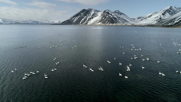 Flock of Wild Geese on a Mountain Lake in Iceland