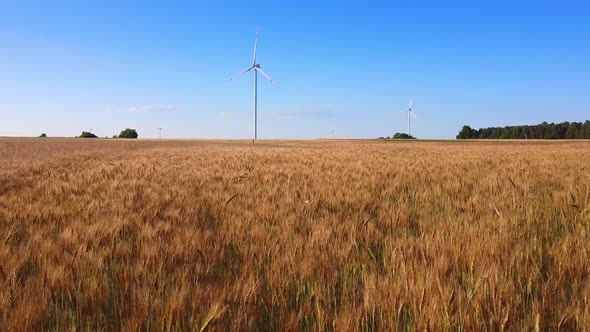 Wheat Field and Wind Energy Turbines in the Background