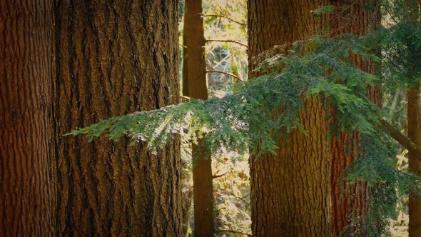 Large Trees In Summer Forest