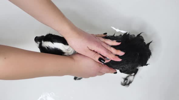 The Owner Bathes the Cute Little Chihuahua Dog in the Tub After Taking a Bath in the Tub