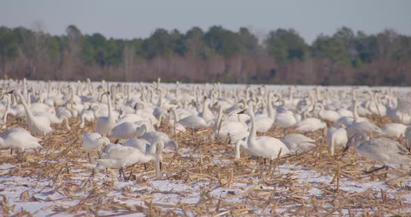 a field full of tundra swans