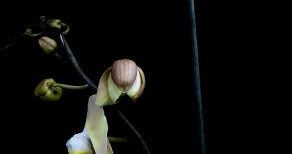 Timelapse of Opening Orchid  on Black Background