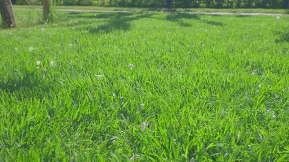 Beautiful view of front yard of private garden. Green grass lawn. Beautiful backgrounds.