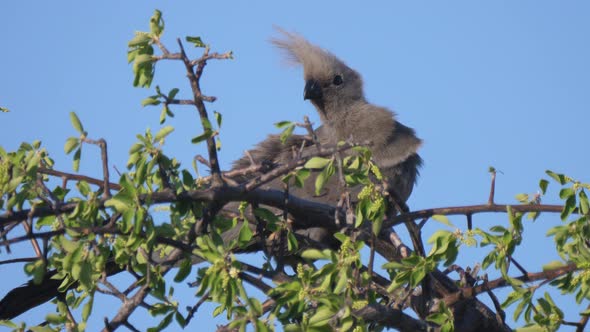 Grey go-away-bird in a tree 