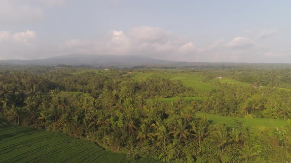 Rice Fields with Agricultural Land in Indonesia