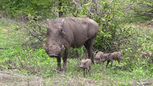 Female warthog with her newborn young. Handheld, tracking shot