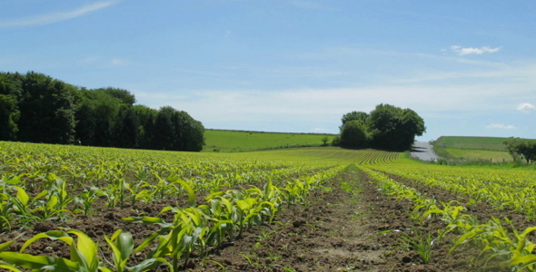 Economic Plant 05 alt