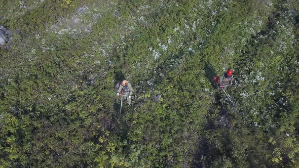 Bushes and Weeds Is Getting Sawn By Workers with a Gasoline Saw in Forest. Thinning Young Seedlings