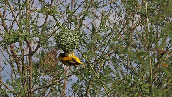 Northern Masked Weaver, ploceus taeniopterus, Male and Female standing on Nest, in flight