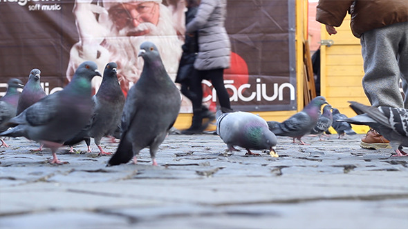 Pigeons Feeding Bustle