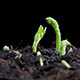 Pea Seeds Germination 1 - VideoHive Item for Sale