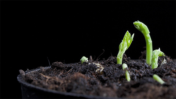 Pea Seeds Germination 1