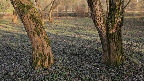 Trees Near the River