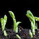 Pea Seeds Germination 2 - VideoHive Item for Sale