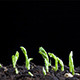 Pea Seeds Germination 3 - VideoHive Item for Sale